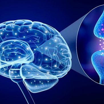 Serotonin- How is your happiness hormone?